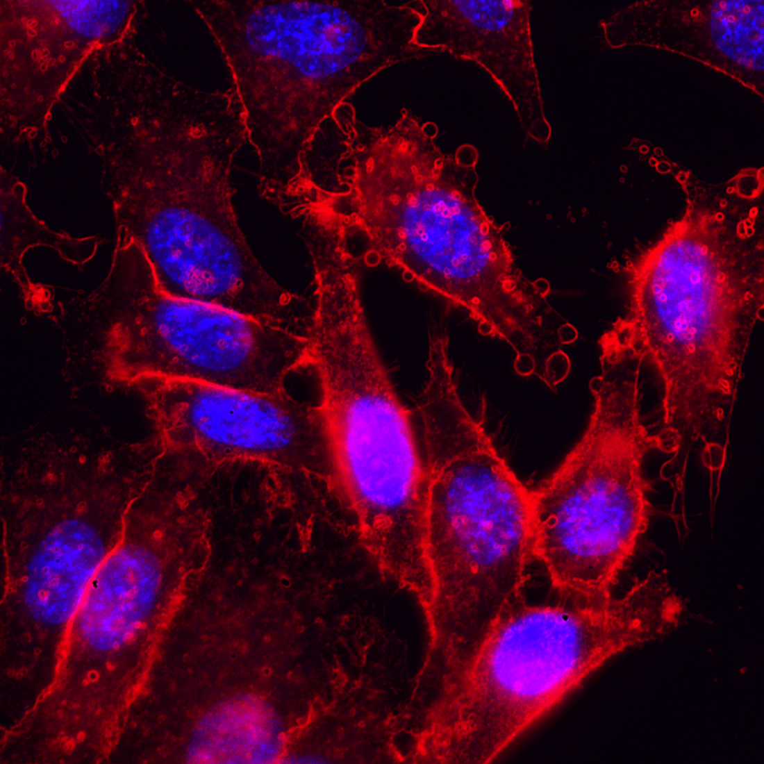Bright Live-Cell Membrane Imaging 550R Kit