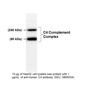 IgG Goat Anti-Human Complement C4, 2 mL