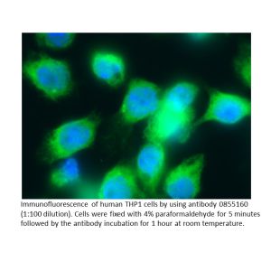 Anti-human lambda Light chain (Bound) goat IgG fraction, fluorescein-conjugated