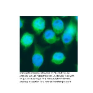 slide image of Immunofluorescence of Fixed THP1 Cells Using Fluorescein-Conjugated Anti-Human IgG Antibody