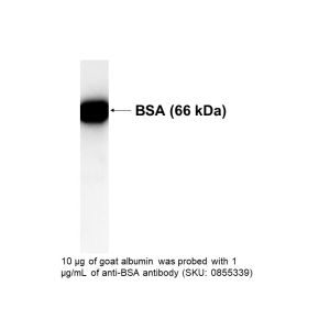 Rabbit antiserum to goat albumin, 2 mL