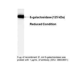 Mouse anti-ß-galactosidase monoclonal antibody, 100 µg