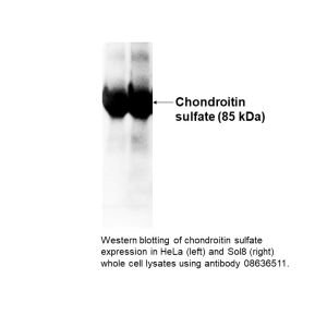 Anti-chondroitin-4-sulfate mouse monoclonal antibody, 100 µL
