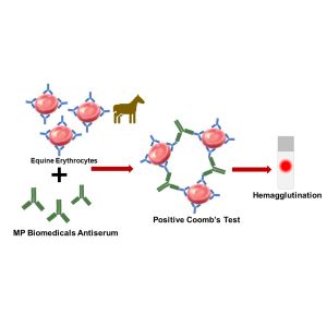 Equine Anti-Globulin Test, 2 mL