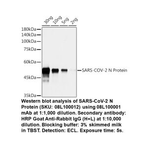 WB using SARS-CoV-2 N Protein Rabbit mAb