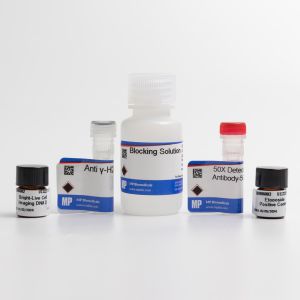 γH2AX Detection 560R