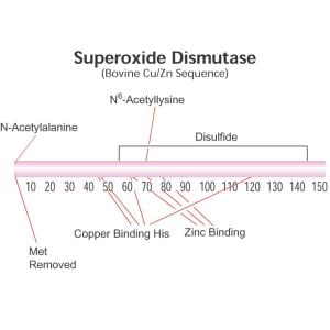 Superoxide dismutase