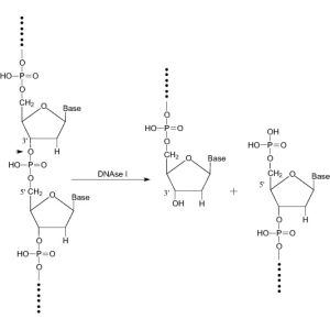Deoxyribonuclease I, >50,000 U/mg 10 MU