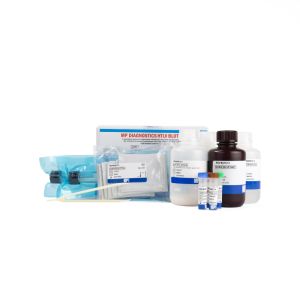 htlv-blot-2.4-0711088036