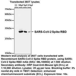 SARS-CoV-2 Spike RBD Mouse Monoclonal Antibody
