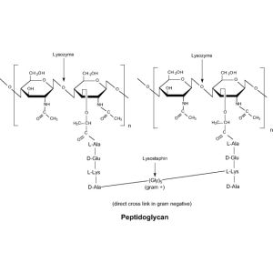 Lysozyme type VI, molecular biology reagent, ≥23,500 Shugar units/mg