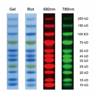 Prestained Molecular Weight Standard (08W00027) imaged after 4-20% SDS-PAGE. Gel and Blot standard images were made using a transilluminator under RGB light. Fluorescent standard images were taken using the transilluminator under 680nm and 780nm wavelengt