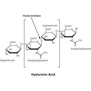 Hyaluronidase, >1500 U/mg