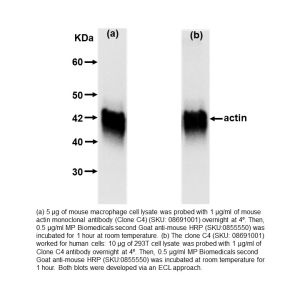 Anti-Actin, mouse monoclonal antibody (Clone C4)