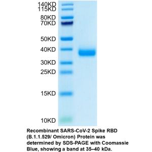 Recombinant SARS-CoV-2 Spike RBD (B.1.1.529/Omicron) Protein (His tag)
