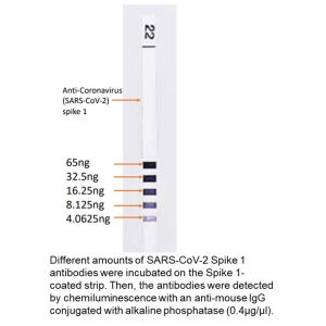 Anti-coronavirus (SARS-CoV-2) spike S1, mouse, mAb