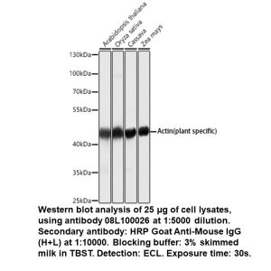 Mouse anti-Actin (plant specific) mAb