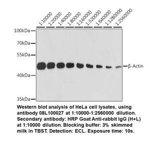 Rabbit anti-β-Actin mAb (High Potency)