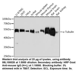 Mouse anti-α-Tubulin mAb