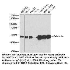 Mouse anti-β-Tubulin mAb