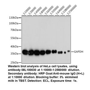 Mouse anti-GAPDH mAb (High Potency)