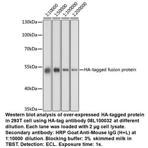 Mouse anti HA-Tag mAb