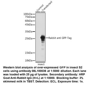 Rabbit anti GFP-Tag mAb