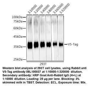 Rabbit anti V5-Tag mAb
