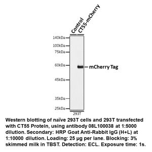 Mouse anti mCherry-Tag mAb