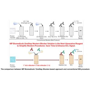 OneStep Western Blocker and Signal Enhancer (Protein-Free)
