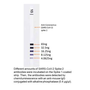 Anti-coronavirus (SARS-CoV-2) spike S2, mouse, mAb