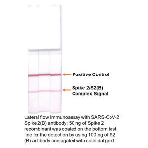 Lateral Flow Immunoassay with SARs-CoV-2 Spike 2(B): 50 ng of Spike 2 recombinant was coated on the bottom test line for detection by using 100 ng of S2(B) antibody conjugated with colloidal gold
