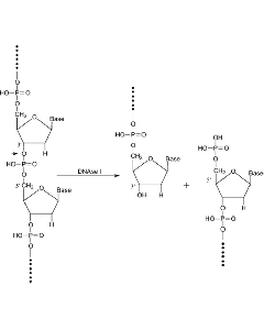 Deoxyribonuclease I, ≥2500 kunitz U/mg, 20 mg