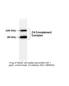 IgG Goat Anti-Human Complement C4, 2 mL