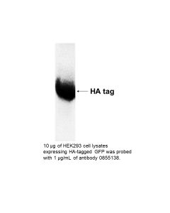 Anti-hemagglutinin affinity purified rabbit antibody, 2 mL