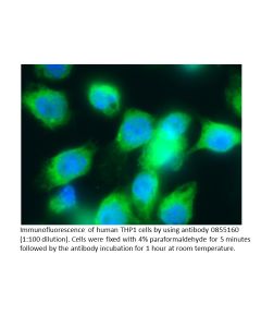 Anti-human lambda Light chain (Bound) goat IgG fraction, fluorescein-conjugated