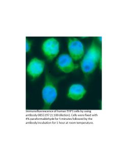 slide image of Immunofluorescence of Fixed THP1 Cells Using Fluorescein-Conjugated Anti-Human IgG Antibody