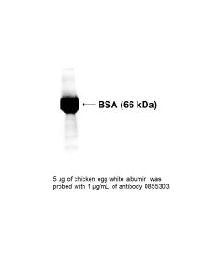 IgG Goat Anti-Chicken Albumin, 5 mL
