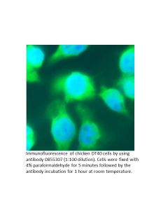 Anti-chicken IgG (whole molecule) rabbit IgG fraction, fluorescein-conjugated, 2 mL