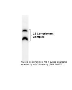 Goat Anti-Guinea Pig Complement C3, 2 mL