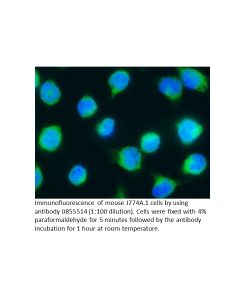 FITC Affinity Purified Goat Anti-Mouse IgG (H&L), 2 mg