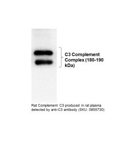 IgG Goat Anti-Rat Complement C3, 2 mL