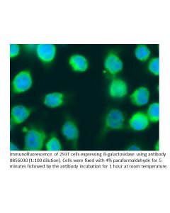 FITC IgG Goat Anti-β-galactosidase (no cross to E. coli), 2 mL