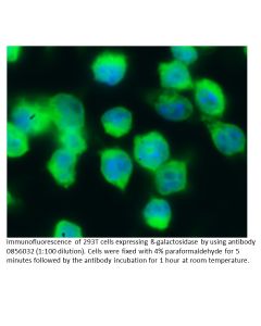 FITC IgG Rabbit Anti-ß-Galactosidase (No Cross to E. Coli), 2 mL