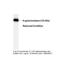 Mouse anti-ß-galactosidase monoclonal antibody, 100 µg