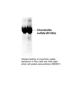 Anti-chondroitin-4-sulfate mouse monoclonal antibody, 100 µL