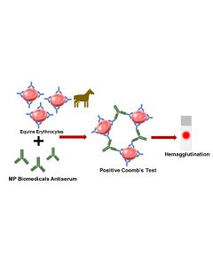 Equine Anti-Globulin Test, 2 mL