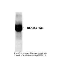 Rabbit anti-bovine serum albumin (BSA) anti-serum assay example image