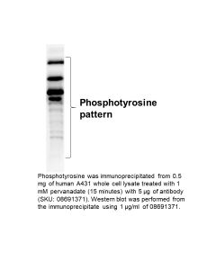 Anti-Phosphotyrosine mouse monoclonal IgG2b antibody (Clone PY20), 100 µg