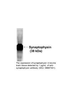 Anti-Synaptophysin IgG1 mouse monoclonal antibody (clone: SY38), 50 µg